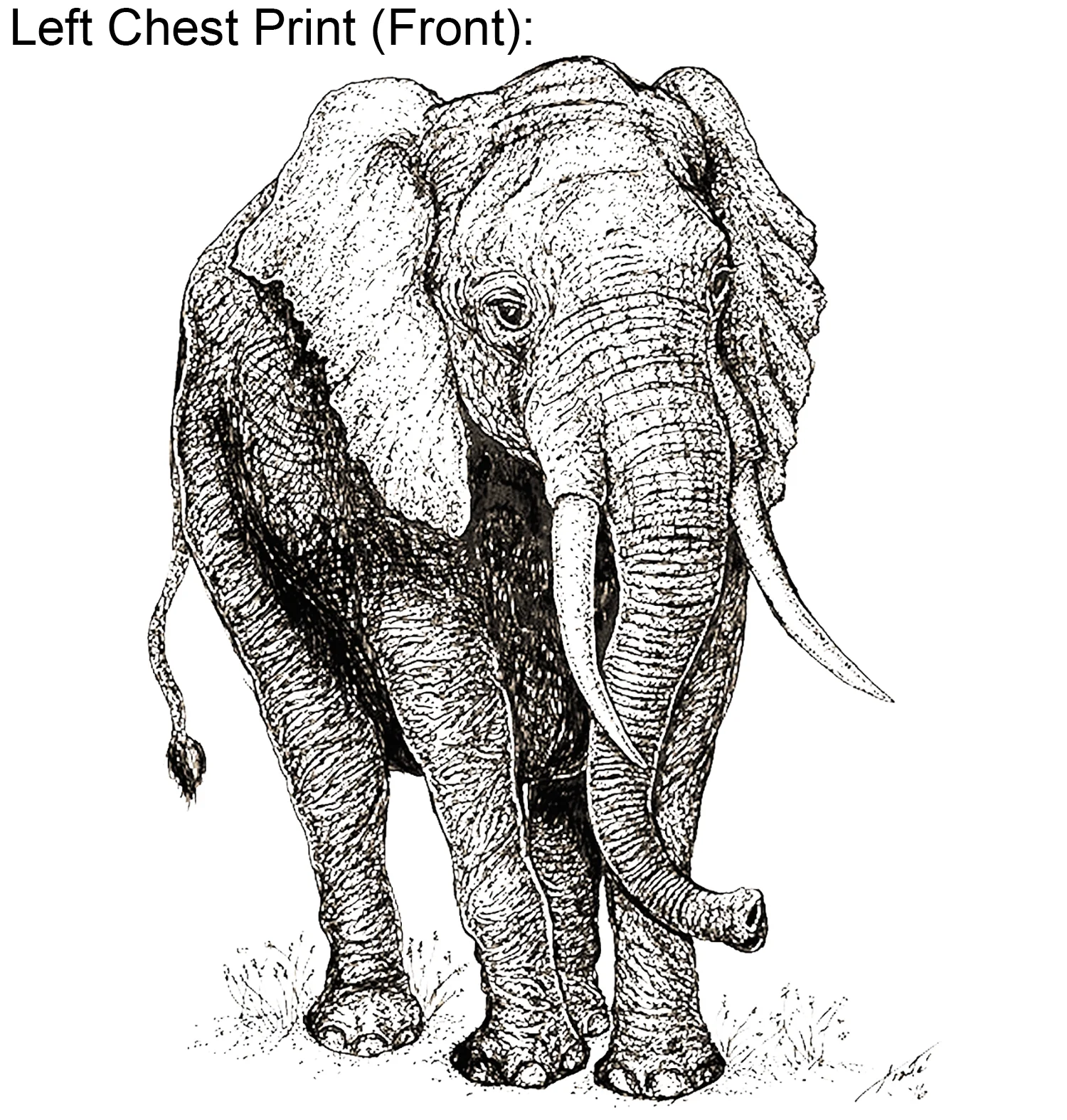 Elephants - Environmental Investigation Agency Collaboration - Image 5